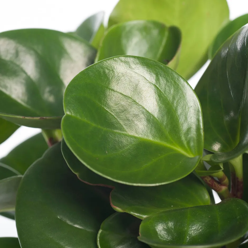 Intratuin Zwergpfeffer (Peperomia obtusifolia 'Green Gold') D 12 cm H 20 cm| Kleine Zimmerpflanzen|Grünpflanzen