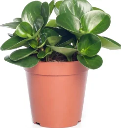 Intratuin Zwergpfeffer (Peperomia obtusifolia 'Green Gold') D 15 H 25 cm| Kleine Zimmerpflanzen|Grünpflanzen
