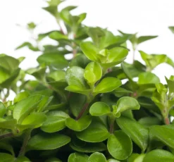 Intratuin Zwergpfeffer (Peperomia rotundifolia) D 15 H 25 cm| Kleine Zimmerpflanzen|Grünpflanzen