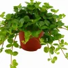 Intratuin Zwergpfeffer (Peperomia rotundifolia) D 12 cm H 15 cm| Kleine Zimmerpflanzen|Grünpflanzen