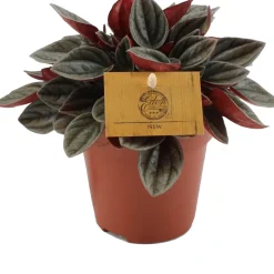 Intratuin Zwergpfeffer (Peperomia 'Santorini') D 12 H 20 cm| Kleine Zimmerpflanzen|Grünpflanzen
