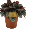 Intratuin Zwergpfeffer (Peperomia 'Sunrise') D 15 H 25 cm| Kleine Zimmerpflanzen|Grünpflanzen