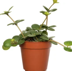 Intratuin Zwergpfeffer (Peperomia tetraphylla 'Hope') D 12 H 15 cm| Kleine Zimmerpflanzen|Grünpflanzen