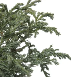 Intratuin Zwerg-Scheinzypresse (Chamaecyparis pisifera 'Baby Blue') D 17 H 20 cm| Immergrüne Pflanzen|Winterharte Pflanzen